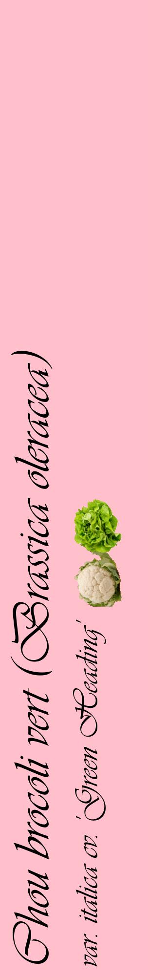 Étiquette de : Brassica oleracea var. italica cv. 'Green Heading' - format c - style noire40_basiqueviv avec comestibilité simplifiée