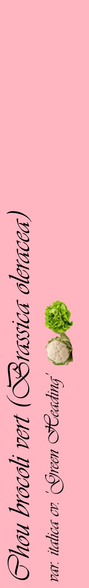 Étiquette de : Brassica oleracea var. italica cv. 'Green Heading' - format c - style noire41_basiqueviv avec comestibilité simplifiée