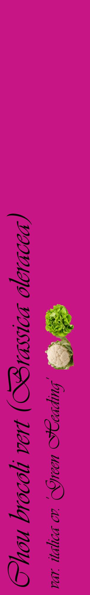 Étiquette de : Brassica oleracea var. italica cv. 'Green Heading' - format c - style noire45_basiqueviv avec comestibilité simplifiée