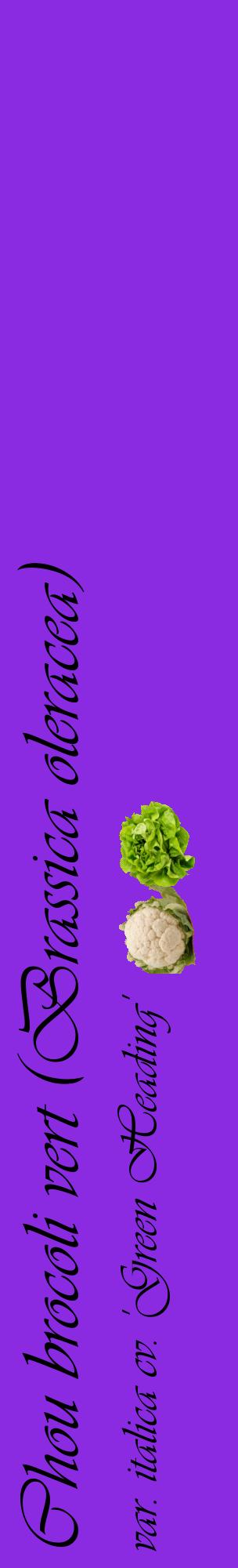 Étiquette de : Brassica oleracea var. italica cv. 'Green Heading' - format c - style noire49_basiqueviv avec comestibilité simplifiée