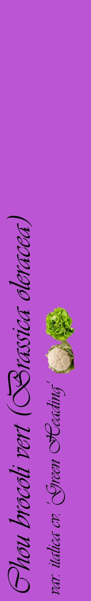 Étiquette de : Brassica oleracea var. italica cv. 'Green Heading' - format c - style noire50_basiqueviv avec comestibilité simplifiée