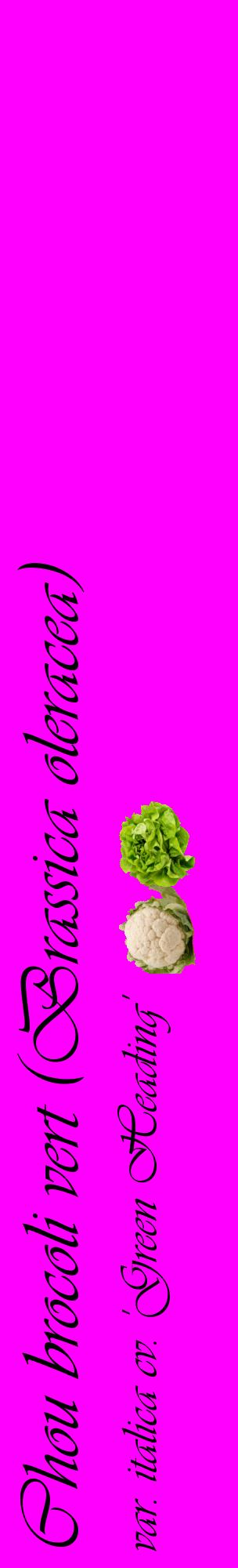 Étiquette de : Brassica oleracea var. italica cv. 'Green Heading' - format c - style noire51_basiqueviv avec comestibilité simplifiée