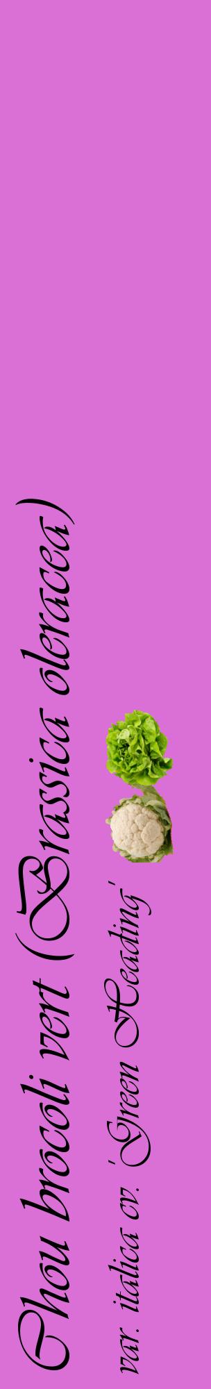 Étiquette de : Brassica oleracea var. italica cv. 'Green Heading' - format c - style noire52_basiqueviv avec comestibilité simplifiée