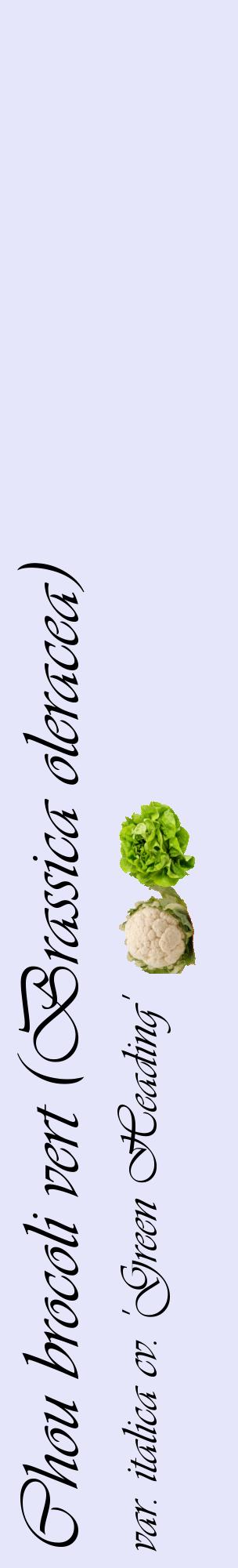 Étiquette de : Brassica oleracea var. italica cv. 'Green Heading' - format c - style noire55_basiqueviv avec comestibilité simplifiée