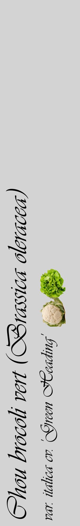 Étiquette de : Brassica oleracea var. italica cv. 'Green Heading' - format c - style noire56_basiqueviv avec comestibilité simplifiée