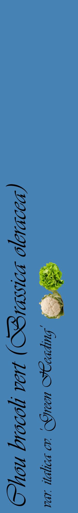 Étiquette de : Brassica oleracea var. italica cv. 'Green Heading' - format c - style noire5_basiqueviv avec comestibilité simplifiée