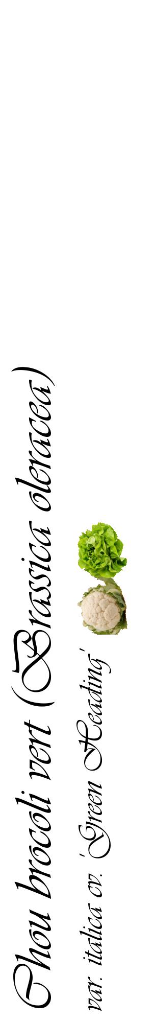 Étiquette de : Brassica oleracea var. italica cv. 'Green Heading' - format c - style noire60_basiqueviv avec comestibilité simplifiée