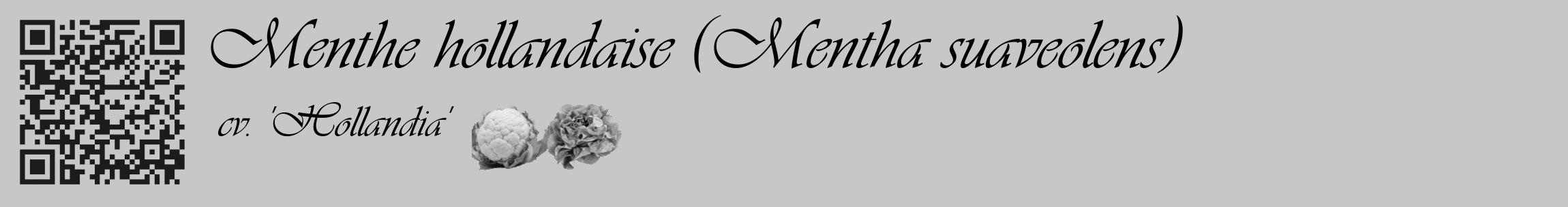 Étiquette de : Mentha suaveolens cv. 'Hollandia' - format c - style noire15_basique_basiqueviv avec qrcode et comestibilité simplifiée