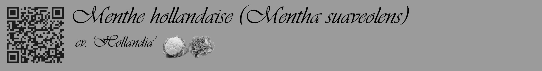 Étiquette de : Mentha suaveolens cv. 'Hollandia' - format c - style noire52basique_basique_basiqueviv avec qrcode et comestibilité simplifiée