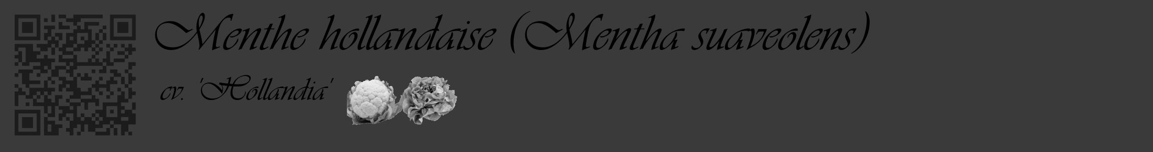 Étiquette de : Mentha suaveolens cv. 'Hollandia' - format c - style noire8_basique_basiqueviv avec qrcode et comestibilité simplifiée