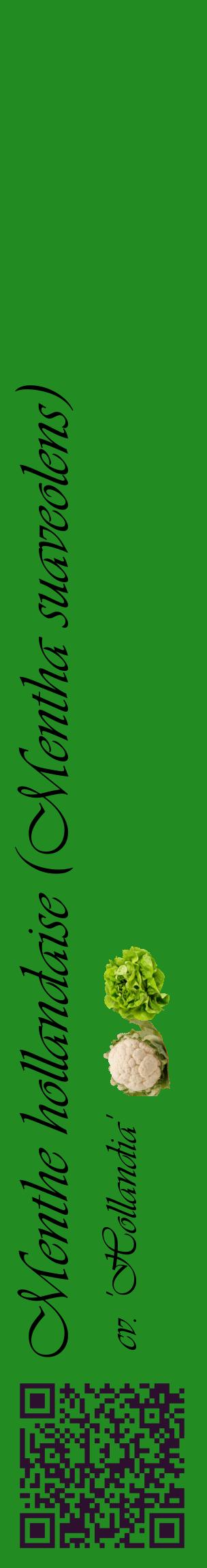 Étiquette de : Mentha suaveolens cv. 'Hollandia' - format c - style noire10_basiqueviv avec qrcode et comestibilité simplifiée