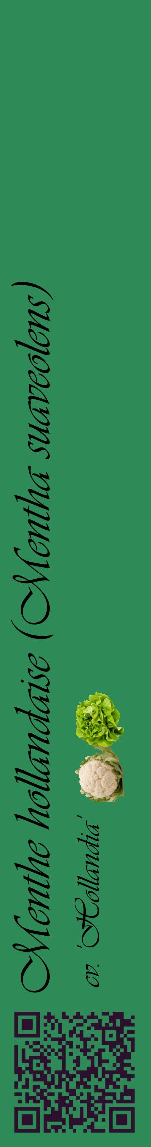 Étiquette de : Mentha suaveolens cv. 'Hollandia' - format c - style noire11_basiqueviv avec qrcode et comestibilité simplifiée