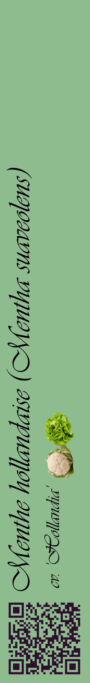 Étiquette de : Mentha suaveolens cv. 'Hollandia' - format c - style noire13_basiqueviv avec qrcode et comestibilité simplifiée