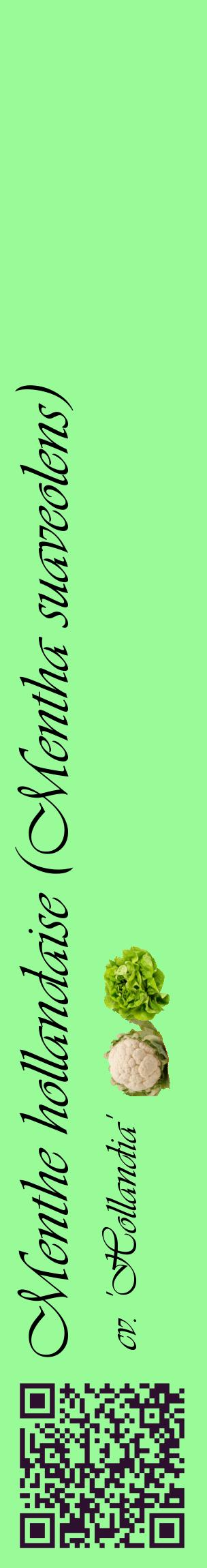 Étiquette de : Mentha suaveolens cv. 'Hollandia' - format c - style noire14_basiqueviv avec qrcode et comestibilité simplifiée