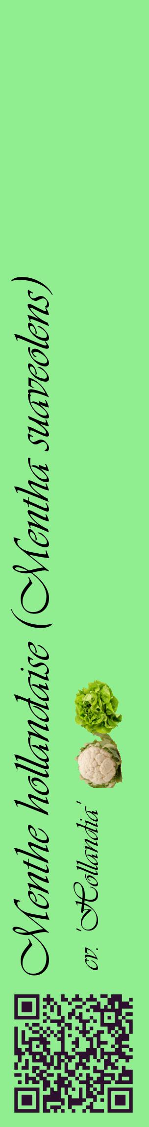 Étiquette de : Mentha suaveolens cv. 'Hollandia' - format c - style noire15_basiqueviv avec qrcode et comestibilité simplifiée