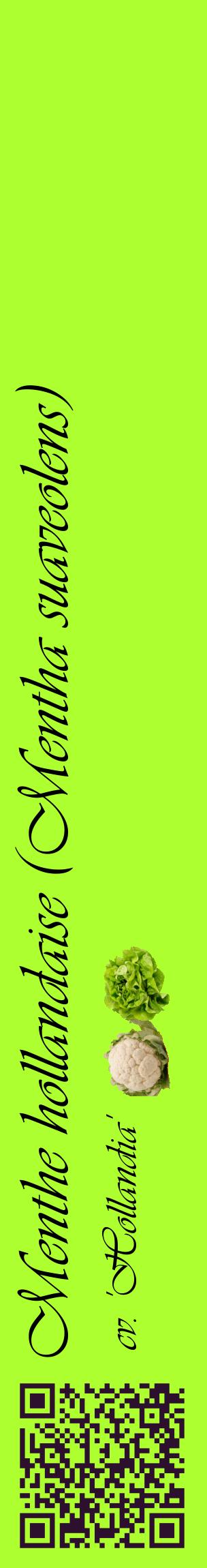 Étiquette de : Mentha suaveolens cv. 'Hollandia' - format c - style noire17_basiqueviv avec qrcode et comestibilité simplifiée
