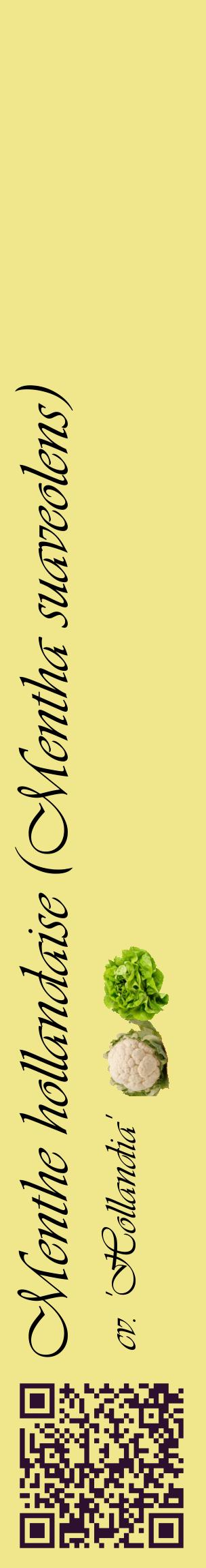 Étiquette de : Mentha suaveolens cv. 'Hollandia' - format c - style noire20_basiqueviv avec qrcode et comestibilité simplifiée
