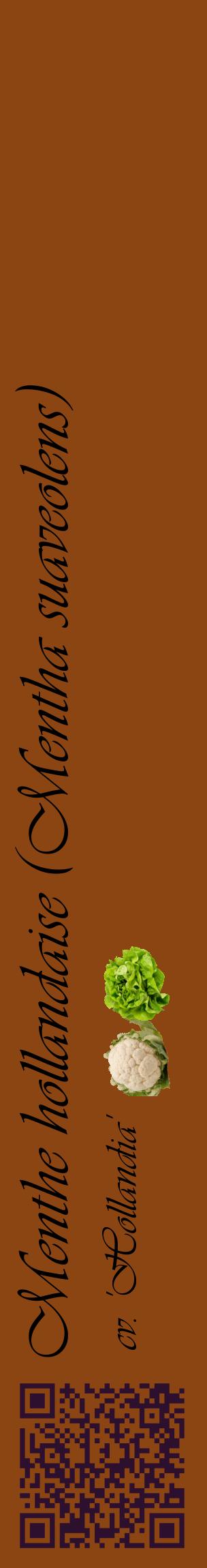 Étiquette de : Mentha suaveolens cv. 'Hollandia' - format c - style noire30_basiqueviv avec qrcode et comestibilité simplifiée