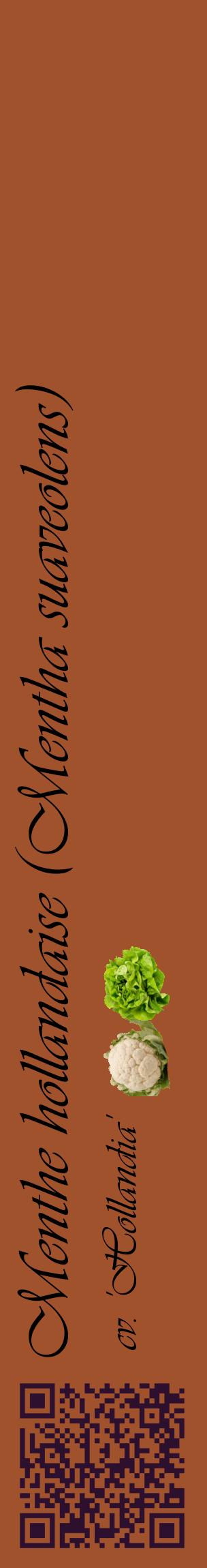 Étiquette de : Mentha suaveolens cv. 'Hollandia' - format c - style noire32_basiqueviv avec qrcode et comestibilité simplifiée