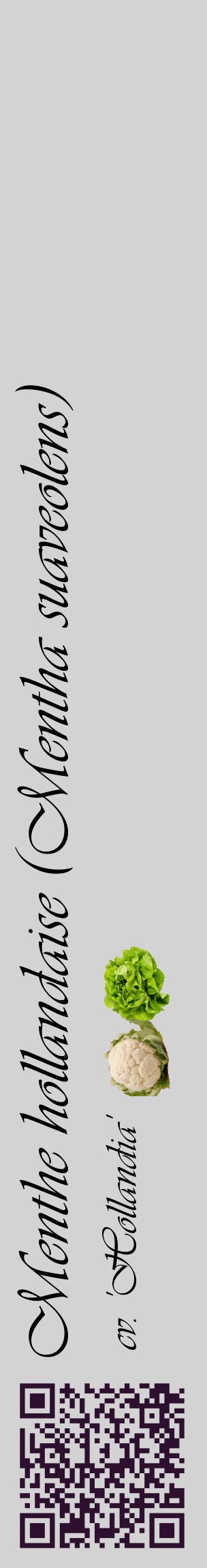 Étiquette de : Mentha suaveolens cv. 'Hollandia' - format c - style noire56_basiqueviv avec qrcode et comestibilité simplifiée