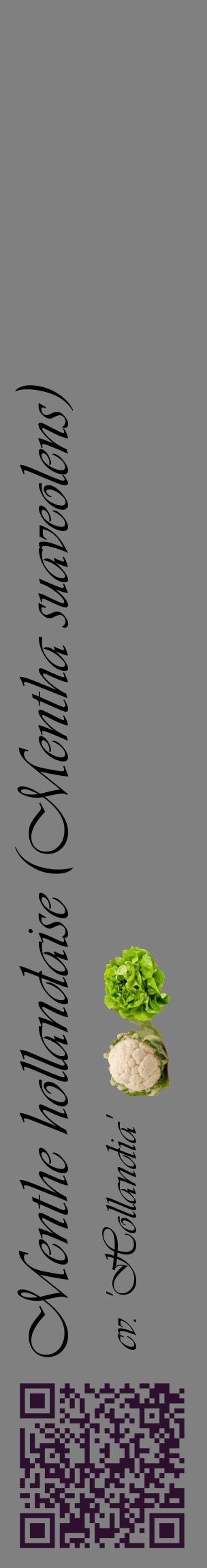 Étiquette de : Mentha suaveolens cv. 'Hollandia' - format c - style noire57_basiqueviv avec qrcode et comestibilité simplifiée