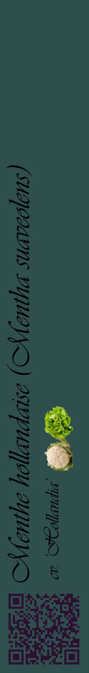 Étiquette de : Mentha suaveolens cv. 'Hollandia' - format c - style noire58_basiqueviv avec qrcode et comestibilité simplifiée