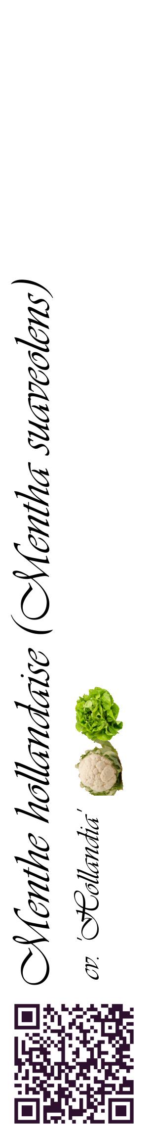 Étiquette de : Mentha suaveolens cv. 'Hollandia' - format c - style noire60_basiqueviv avec qrcode et comestibilité simplifiée