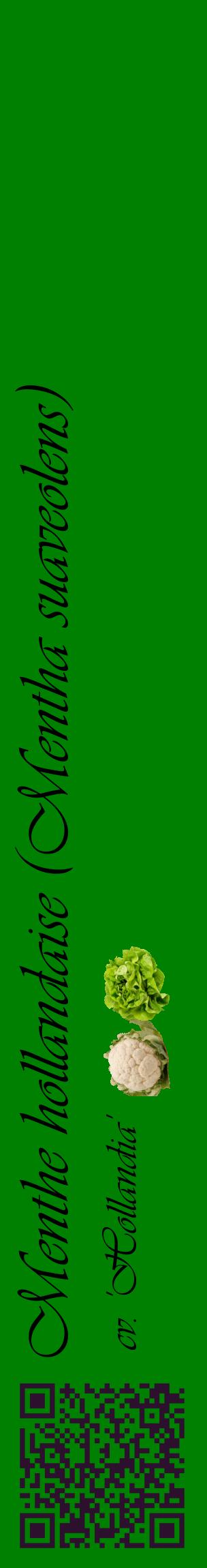 Étiquette de : Mentha suaveolens cv. 'Hollandia' - format c - style noire9_basiqueviv avec qrcode et comestibilité simplifiée
