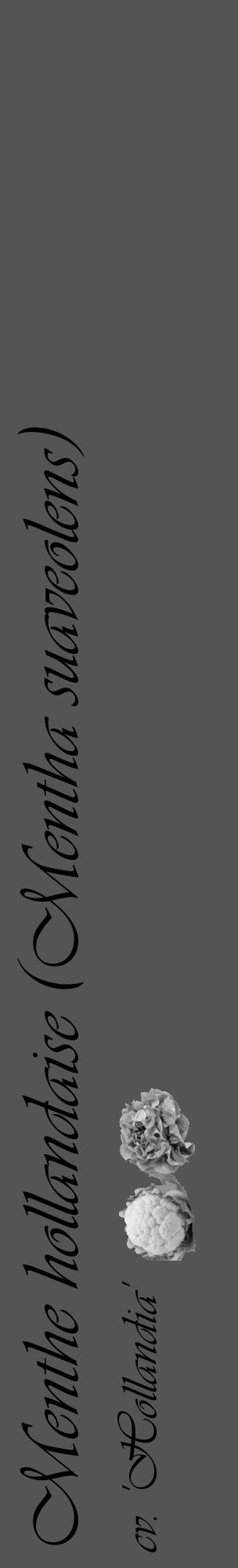 Étiquette de : Mentha suaveolens cv. 'Hollandia' - format c - style noire36_basique_basiqueviv avec comestibilité simplifiée - position verticale