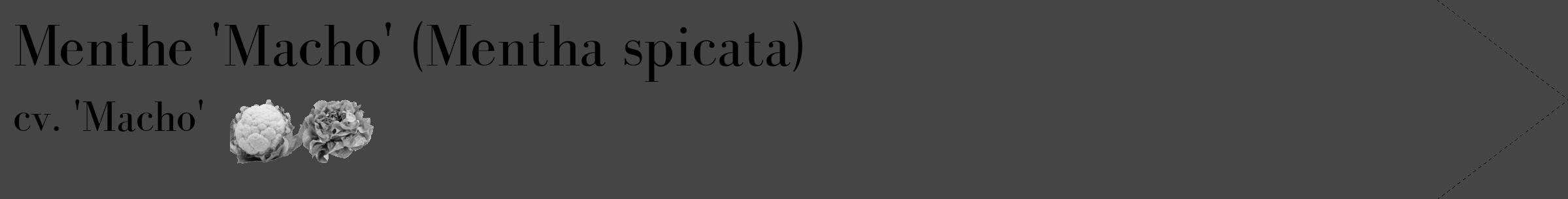 Étiquette de : Mentha spicata cv. 'Macho' - format c - style noire58_simple_simplebod avec comestibilité simplifiée