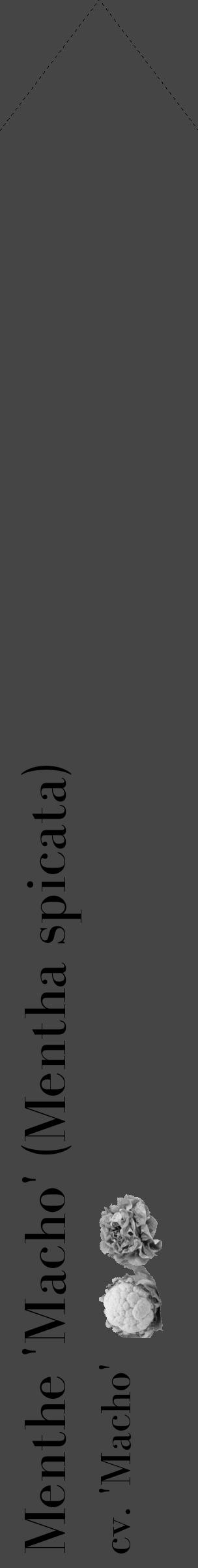Étiquette de : Mentha spicata cv. 'Macho' - format c - style noire58_simple_simplebod avec comestibilité simplifiée - position verticale