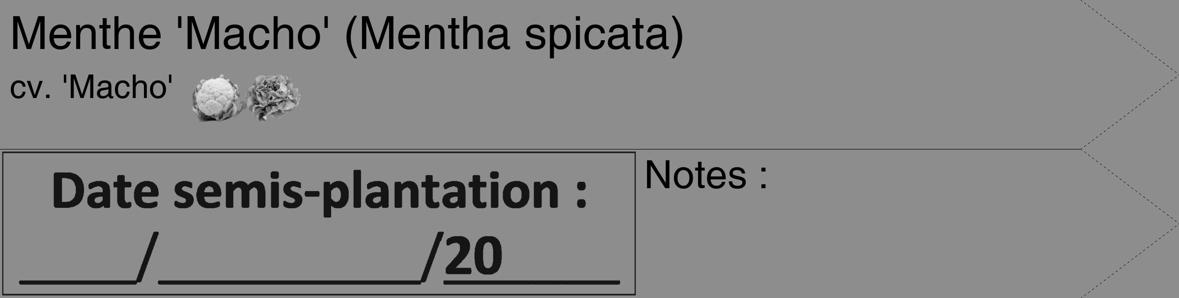 Étiquette de : Mentha spicata cv. 'Macho' - format c - style noire2_simple_simplehel avec comestibilité simplifiée