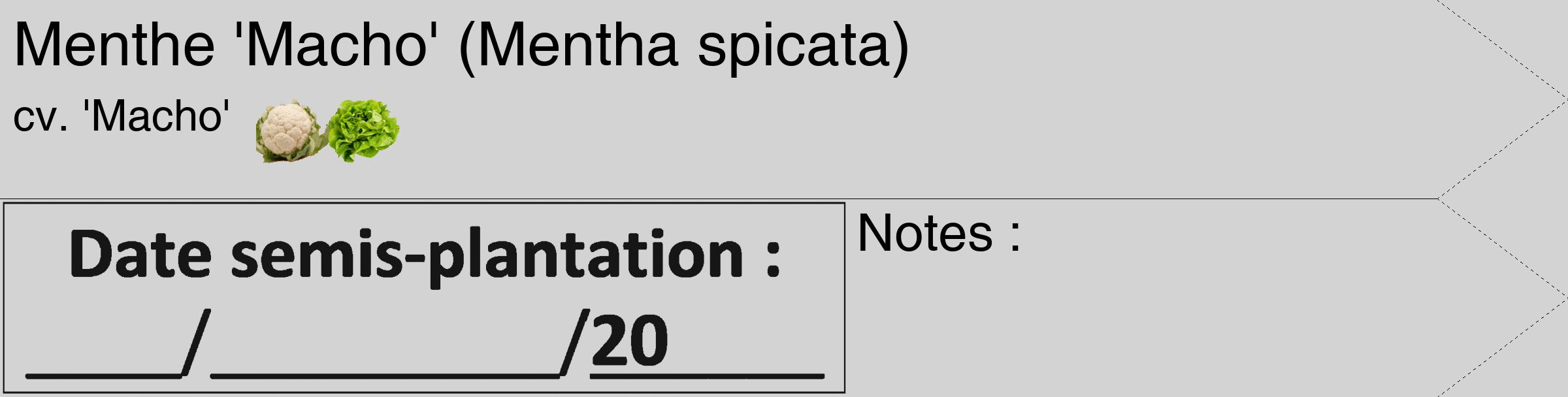Étiquette de : Mentha spicata cv. 'Macho' - format c - style noire56_simple_simplehel avec comestibilité simplifiée