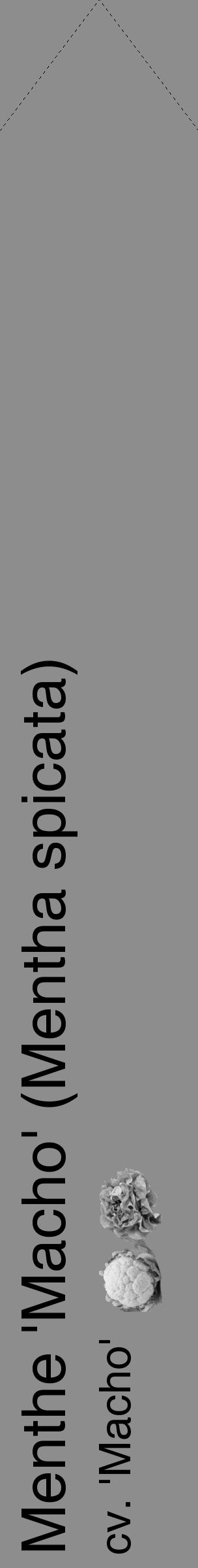 Étiquette de : Mentha spicata cv. 'Macho' - format c - style noire2_simple_simplehel avec comestibilité simplifiée - position verticale