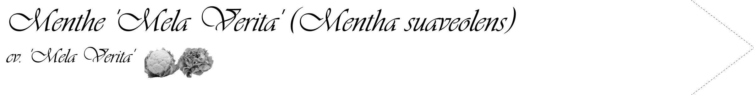 Étiquette de : Mentha suaveolens cv. 'Mela Verita' - format c - style noire60_simple_simpleviv avec comestibilité simplifiée