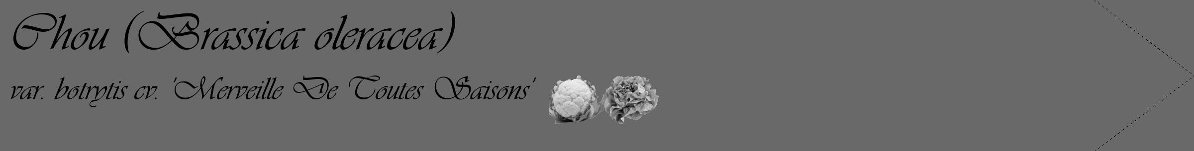 Étiquette de : Brassica oleracea var. botrytis cv. 'Merveille De Toutes Saisons' - format c - style noire51_simple_simpleviv avec comestibilité simplifiée
