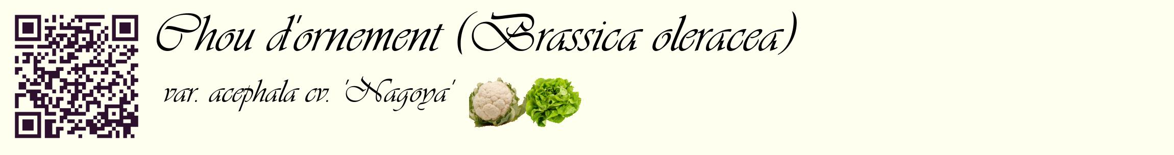Étiquette de : Brassica oleracea var. acephala cv. 'Nagoya' - format c - style noire19basique_basique_basiqueviv avec qrcode et comestibilité simplifiée