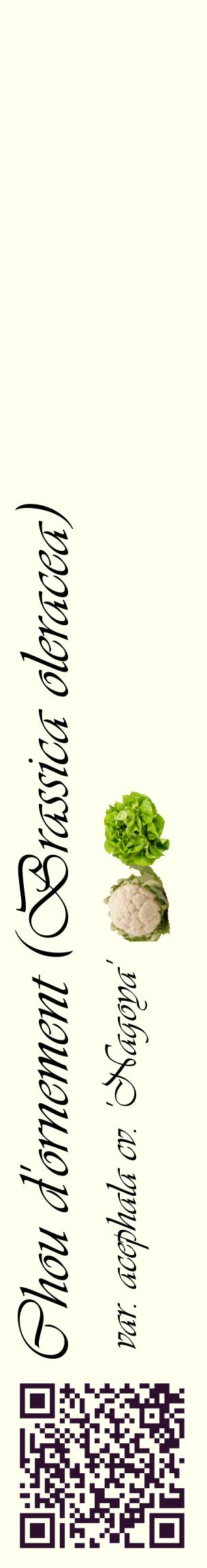 Étiquette de : Brassica oleracea var. acephala cv. 'Nagoya' - format c - style noire19basique_basique_basiqueviv avec qrcode et comestibilité simplifiée - position verticale