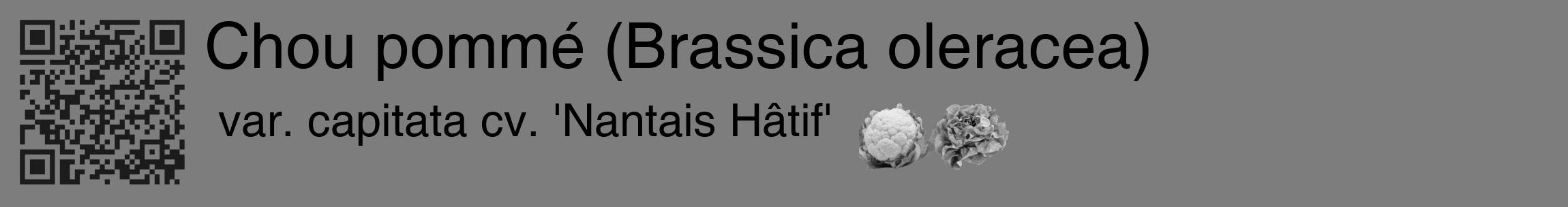 Étiquette de : Brassica oleracea var. capitata cv. 'Nantais Hâtif' - format c - style noire35_basique_basiquehel avec qrcode et comestibilité simplifiée