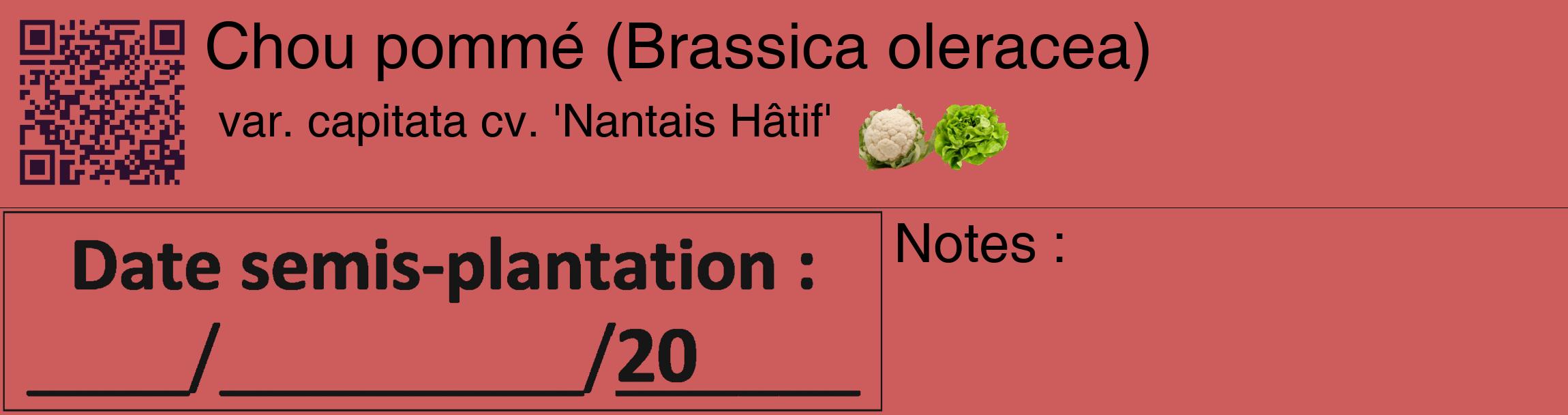 Étiquette de : Brassica oleracea var. capitata cv. 'Nantais Hâtif' - format c - style noire35_basique_basiquehel avec qrcode et comestibilité simplifiée