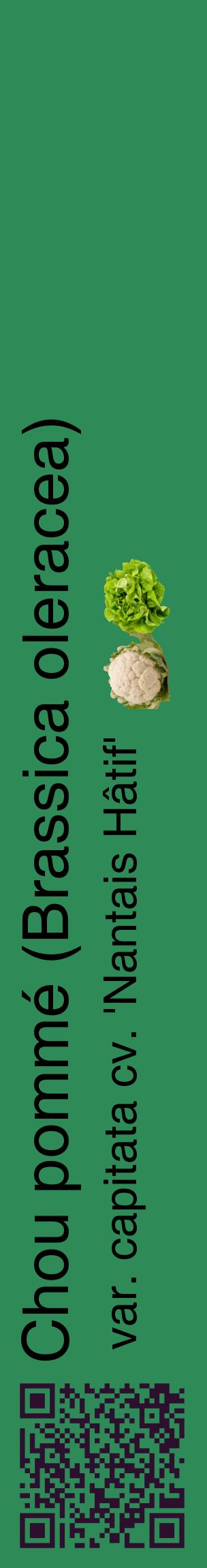 Étiquette de : Brassica oleracea var. capitata cv. 'Nantais Hâtif' - format c - style noire11_basiquehel avec qrcode et comestibilité simplifiée