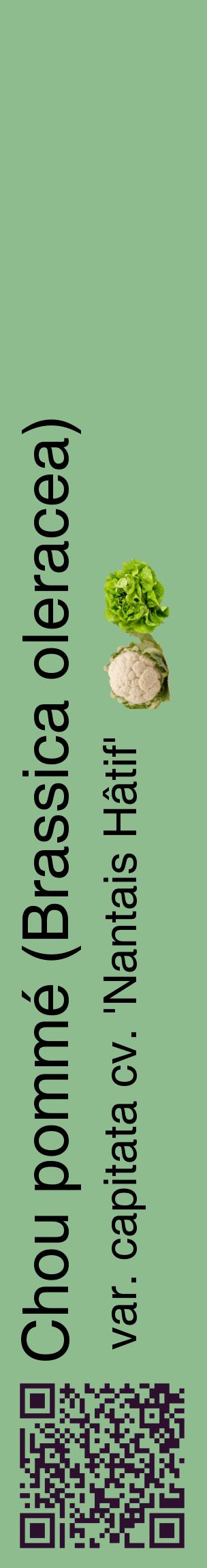 Étiquette de : Brassica oleracea var. capitata cv. 'Nantais Hâtif' - format c - style noire13_basiquehel avec qrcode et comestibilité simplifiée