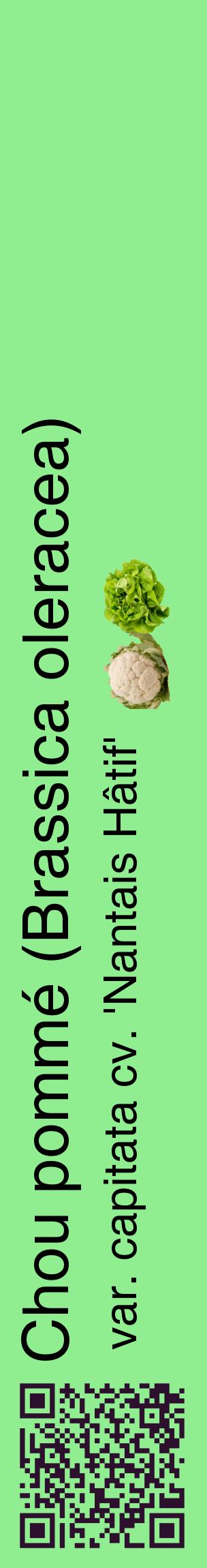 Étiquette de : Brassica oleracea var. capitata cv. 'Nantais Hâtif' - format c - style noire15_basiquehel avec qrcode et comestibilité simplifiée