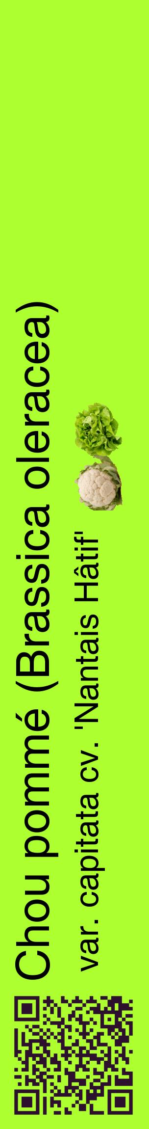 Étiquette de : Brassica oleracea var. capitata cv. 'Nantais Hâtif' - format c - style noire17_basiquehel avec qrcode et comestibilité simplifiée