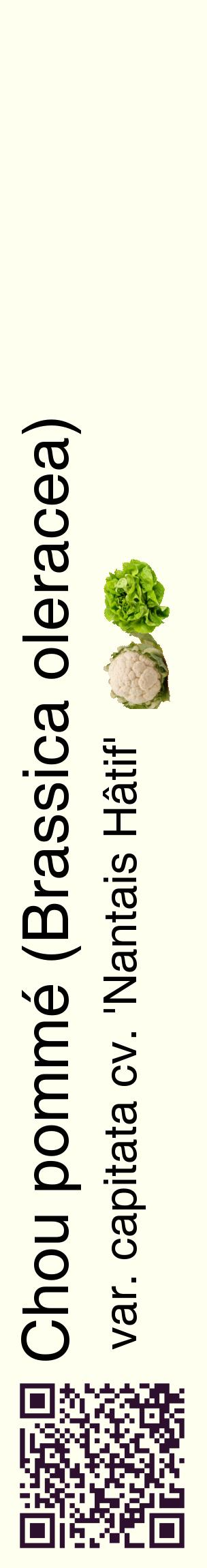 Étiquette de : Brassica oleracea var. capitata cv. 'Nantais Hâtif' - format c - style noire19_basiquehel avec qrcode et comestibilité simplifiée