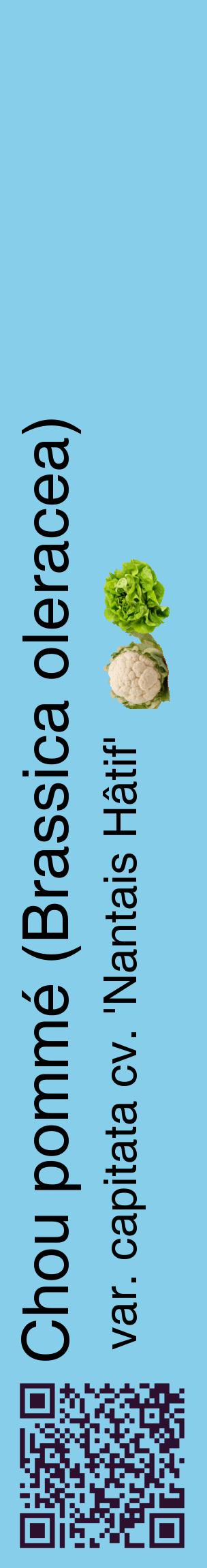 Étiquette de : Brassica oleracea var. capitata cv. 'Nantais Hâtif' - format c - style noire1_basiquehel avec qrcode et comestibilité simplifiée