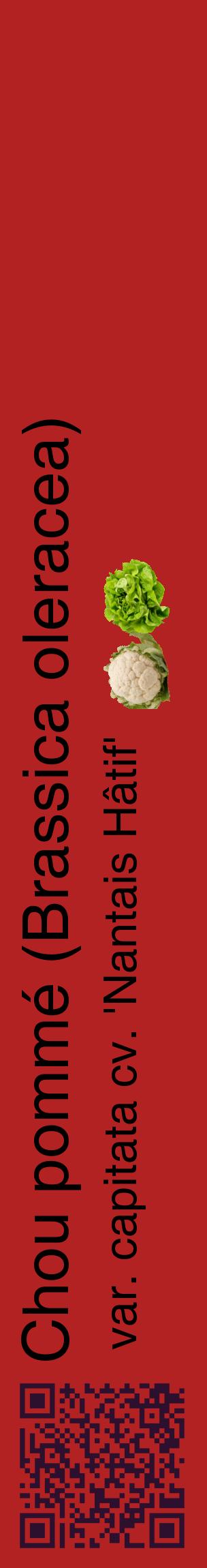 Étiquette de : Brassica oleracea var. capitata cv. 'Nantais Hâtif' - format c - style noire28_basiquehel avec qrcode et comestibilité simplifiée