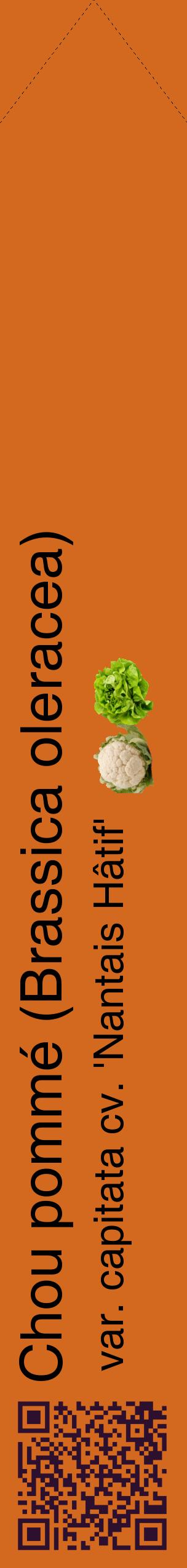 Étiquette de : Brassica oleracea var. capitata cv. 'Nantais Hâtif' - format c - style noire31_simplehel avec qrcode et comestibilité simplifiée