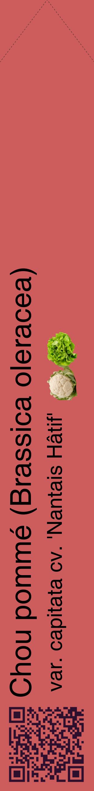 Étiquette de : Brassica oleracea var. capitata cv. 'Nantais Hâtif' - format c - style noire35_simplehel avec qrcode et comestibilité simplifiée