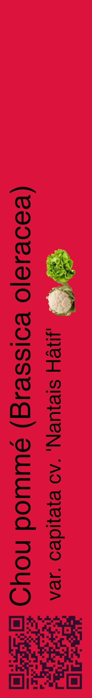 Étiquette de : Brassica oleracea var. capitata cv. 'Nantais Hâtif' - format c - style noire36_basiquehel avec qrcode et comestibilité simplifiée